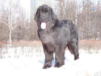 ньюфаундленд Сент-Джонс Жаклин, 1,5 года.