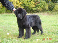 ньюфаундленд Джентли Бон из Медвежьего Яра, 7 мес.