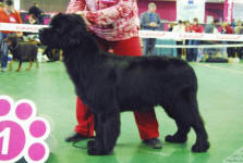 ньюфаундленд Джентли Бон из Медвежьего Яра, 9 мес.