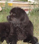 ньюфаундленд Джентли Бон из Медвежьего Яра, 3 мес.